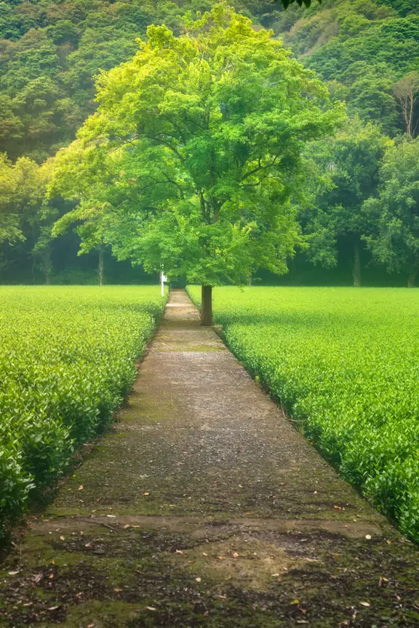 杭州 · 第 4 张照片