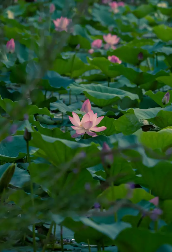 邳州 · 第 15 张照片